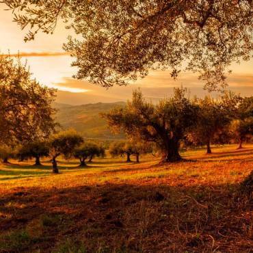A estudio el estrés del olivo para hacerlo más resistente al cambio climático