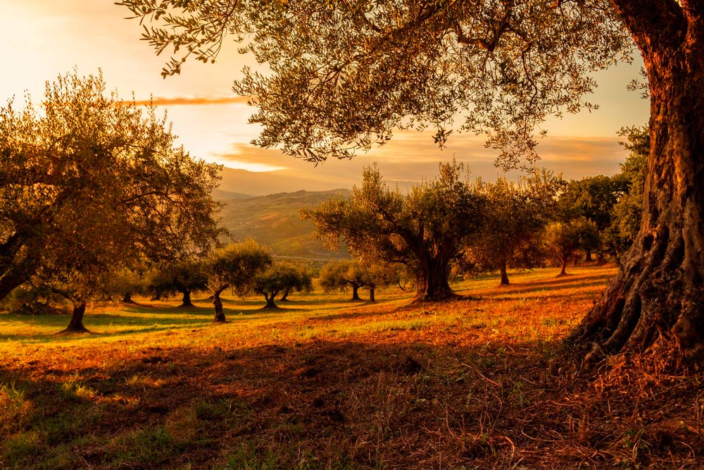 A estudio el estrés del olivo para hacerlo más resistente al cambio climático